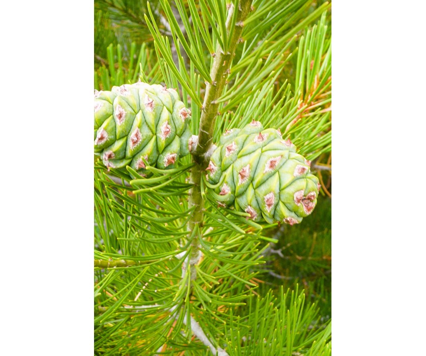 Lacebark Pine